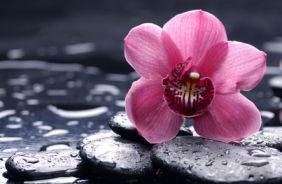 Вариант фотопечати: Орхидея на камне